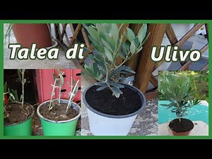 How to Take Olive Cuttings: The Complete Guide