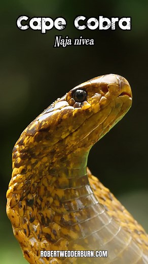 🐍 Cape Cobra (Naja nivea) 🐍 #cobra #venom #snake