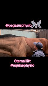 This is a 🏋️‍♀️great exercise🏋️‍♀️ to stimulate abdominal muscles and lift the thoracic spine in horses. The sternal lift is brilliant for helping improve spinal mobility and strength 💪 👀It’s something that is nearly always a part of both my equine physio assessment to look at spinal mobility and muscles and then also in treatment. ✅Where appropriate (and if safe) I will try and teach clients how to do it. It’s really important for the exercise to be done properly with the horse standing squ