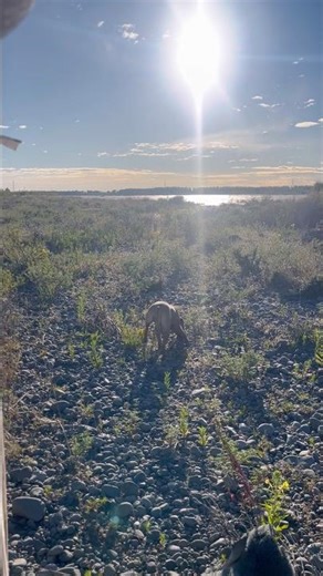 Holiday vibes #oldies #funk #80smusic #vinyl #dog #love #spotonadventuresnz #cute #funny #nostalgia