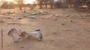 The dead skeleton remains of a poached African elephant sit on the dry plains of Africa.