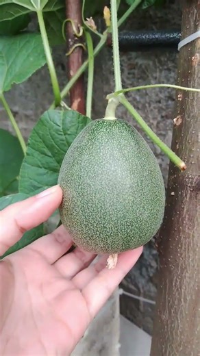 planting cantaloupe✓from seed to fruit 😍#melon #cantaloupe