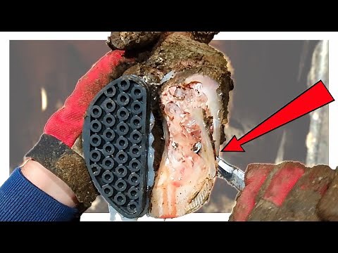 COWS'S HOOF CAVITY ... FILLED WITH PUS