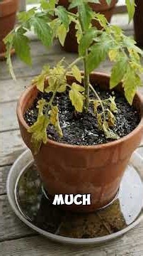 The 1 Mistake Killing Your Tomato Plants! 🍅🌱