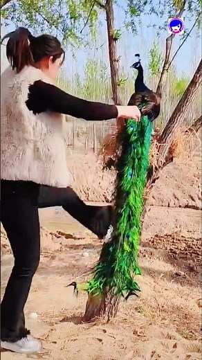 Fantastic Peacock Play #song #birds #peacockvideo