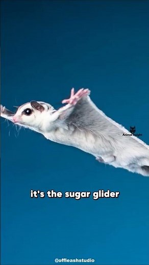 Marsupial That Can FLY | Sugar Glider #animalfacts