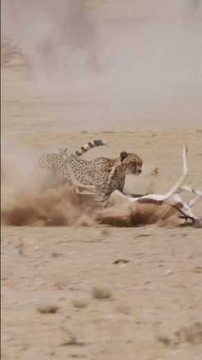 Cheetah hunts and takes down springbok