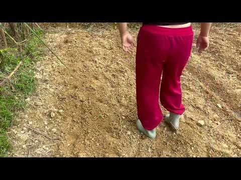 Secrets to growing high-yield corn: proper fertilization right from the beginning of the season