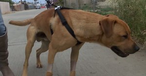 Dog's symptoms lead to meth poisoning diagnosis