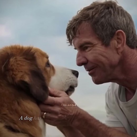 Heartwarming Dog Quotes and Edits