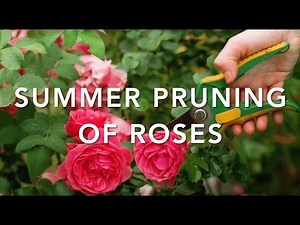 A complete guide to pruning roses in summer｜Promote blooming | Gardening tips | Rose care｜Rosa｜Trim