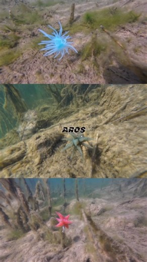 石井 館長 on Instagram: "全てが奇天烈❕ AROSのエラストマーシリーズ 超強波動エラストマー ダブルネックスマンカイ スレバスの切り札 ダブルサン 超小型エラストマー ダブルネックススーパータイニー 6本のリブアームが繰り出す強波動 ダブルネックス #aros #ダブルネックスマンカイ #ダブルサン #ダブルネックススーパータイニー #ダブルネックス #石井館長のバス魂 #石井館長 #バス魂"