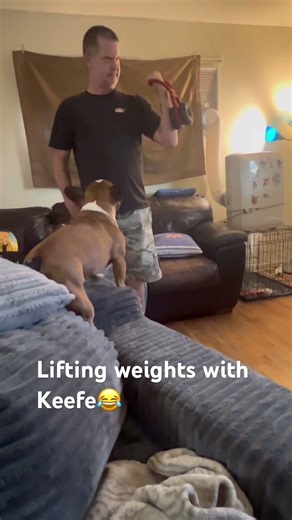 Interactive weight lifting Frenchie edition! #frenchbulldog #dogmom #doglife #exercise #pets
