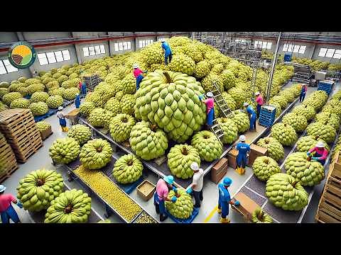 Awesome Indian Farmers Harvest Custard Apple This Way: Processing Factory | Farming Documentary