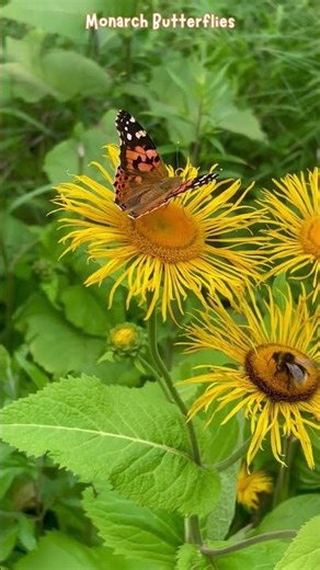Monarch Butterflies in America