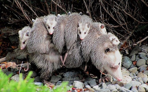 Cómo cuidan los tlacuaches a sus crías y cuántas pueden tener