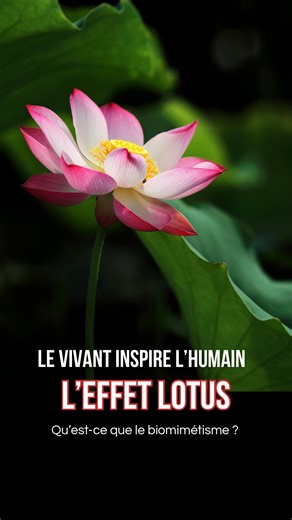 Anaïs Lamotte • Sciences et Nature 🐾🌱 on Instagram: "🔍 Et si tu pouvais comprendre comment la nature inspire nos technologies les plus innovantes ? Dans cette vidéo, je t’explique comment fonctionne le biomimétisme : une approche fascinante où l’on observe les stratégies du vivant pour résoudre nos défis humains. Une manière ludique et rigoureuse de découvrir comment plantes, animaux et micro-organismes deviennent des modèles ingénieux ! 🍃🦋 🎓 L’École Blue Eco Formations propose des cours a