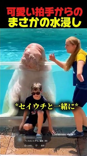 セイウチが本気で水をかけたらこうなる