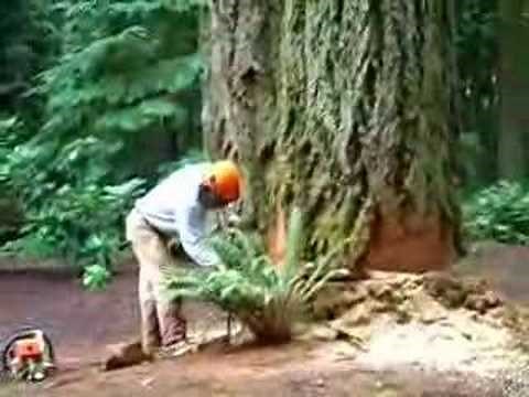 Perfect Falling of the Big Tree