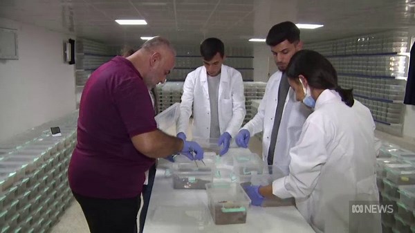 Scorpion venom 'fetches $10 million a litre', but is it a fool's gold rush?