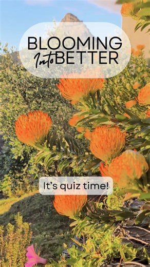 Have fun with fynbos 💚 This plant family indigenous to the Cape Floral Kingdom deserves a spot in your garden. Low-maintenance, hardy, and rich in diversity – they add a unique local flair to your garden. It's another way to help your garden #bloomintobetter. How many answers can you get right in this quiz? #gardening #bloomingintobetter #fynbos | Life is a Garden