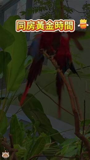 額前中間空區用 Loxis 玲瓏塊，新髮長出後，能輕鬆嘗試各種露額髮型#美妝評測#TikTok學東西#美妝技巧#TikTok