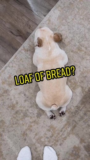 Loaf of Bread Mishap: A Funny Moment Caught on Camera