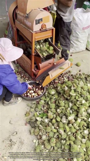 Harvesting the Nut: The High-Volume Mechanical Shelling of Farm-Raised Chestnuts