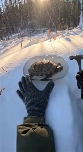 A fragile life caught in the deep freeze! 😰 While trekking through the silent, snow-covered forest, I found this turtle completely immobilized, its entire shell and limbs locked inside a thick, crystalline layer of ice. It was a living statue, unable to move even an inch. Watch this delicate POV rescue as I carefully use a hammer to crack the ice and free him from his frozen prison. A quiet, emotional moment of survival in the heart of winter! ❄️✨🙌 #wildlife #turtle #rescue #nature #winter #su