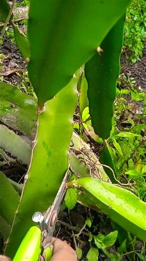 Dragon Fruit Pruning for Better Growth