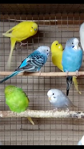 Parakeet Daily Moments