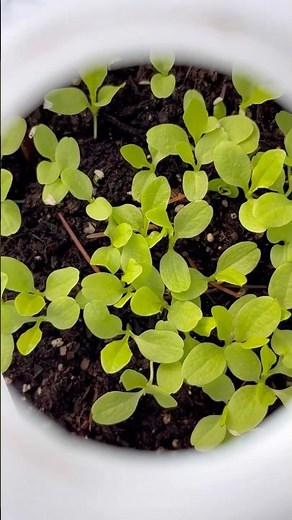 Winter Sowing #wintersowing #seeds #growyourownfood