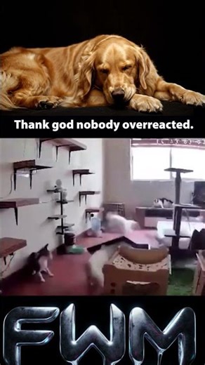 Cats over zealous #cat #funny