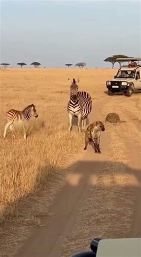 Wildest Safari Moment: Zebra Launches Hyena 😱 #Shorts
