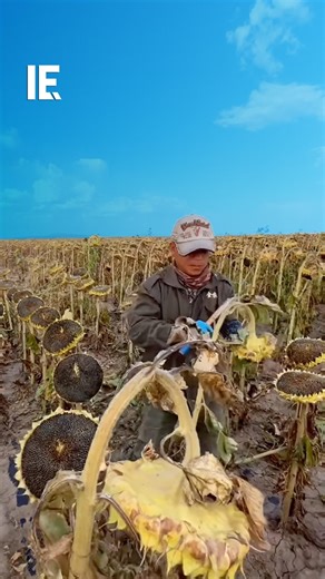 992K views · 2.4K reactions | Check out this all-natural sun-dried sunflower seeds process! : dried_pampas_grass / IG | Interesting Engineering | Facebook