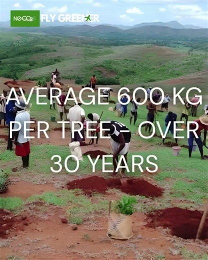 Remove CO2 With Every Tree You Plant | N0CO2 #climateaction #treeplanting #sustainabletravel
