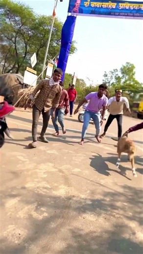 GREHOUND DOG RACE STATUS || Dog Race || Maharashtra State Dog Race || #dograce