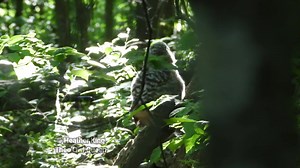 20K views · 4.5K reactions | Baby barred owl jumps out of the nest! #barredowl #babyowl | Thee Owl Queen | Facebook