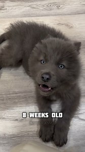 920K views · 26K reactions | Baby Blue Wolfdog River is warble howling as his episode is out tonight on YouTube channel Animal Watch where he arrives in England and meets his new sister Ocean. It’s really exciting. Please stop by our YouTubero watch more blue wolfdog content. Animal Watch is literally the only channel with exclusive blue wolfdog content.  #bluewolfdog #bluewolf #wolfdog #wolf #babywolf #wolfhowl #wolfhowling #babywolfdog #wolfpuppy | Anneka Svenska | Facebook