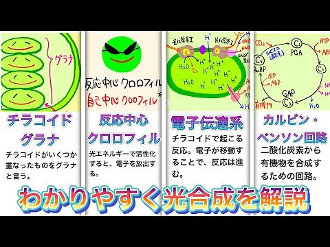 [Easy to understand!] Photosynthesis explained in easy-to-understand comics! #UniversityEntranceE...