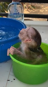 14K views · 263 reactions | Baby Monkey Daily | Monkey Pets | Facebook