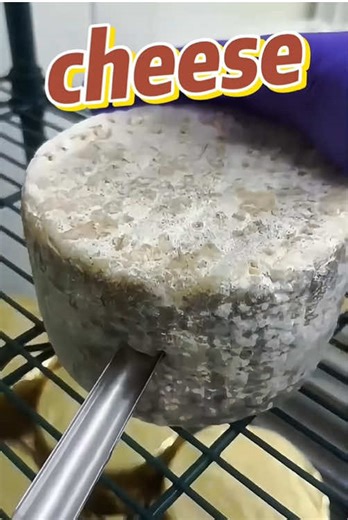 Homemade Cheese Making Techniques Explained