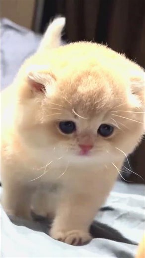 Cute Cats Playing 🐾 Tiny Meow Instant Comfort 🤩 Meow meow Kucing Lucu #cat #cutecat