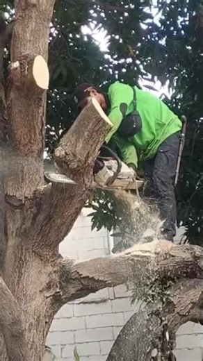 Woodworking tips and tricks logger tree cutting skills Techniques #shorts #chainsaw