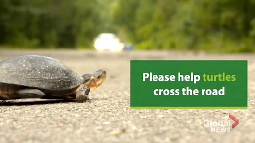 Endangered turtles are getting struck and killed by cars, says conservation group
