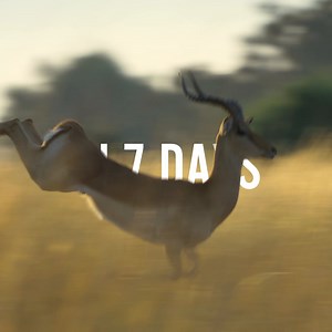39K views · 2.9K reactions | 7 more days until Bertie Gregory shares some of the most incredible wildlife stories he's ever documented with you! #AnimalsUpClose with Bertie Gregory streams September 13 on Disney+ | National Geographic | Facebook