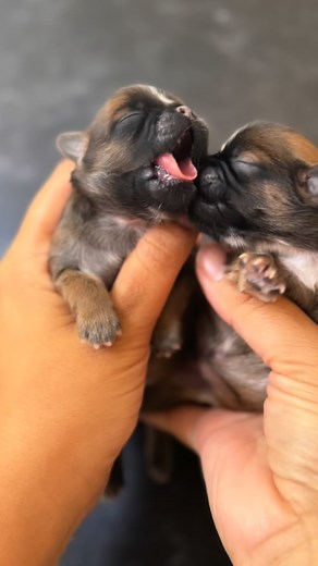 Say hello to our newest miracles — two rare rose-blue Shih Tzu puppies 🤍💙 This is my very first time producing this color, even though I remember the older breeders calling it “rose blue” back when I first started. They’ll resemble the beautiful blue-fawn Frenchie tone as they grow. Fun fact produced by Mom and Son from different litters. Such unexpected blessings! ⁣⁣⁣⁣⁣⁣⁣⁣⁣⁣⁣⁣⁣⁣⁣⁣⁣⁣⁣⁣⁣⁣⁣⁣⁣ ⁣⁣⁣⁣⁣⁣⁣⁣⁣⁣⁣⁣⁣⁣⁣⁣⁣⁣⁣⁣⁣⁣⁣⁣⁣⁣⁣⁣⁣⁣⁣ www.luxuriousshihtzu.com⁣⁣⁣⁣⁣⁣⁣⁣⁣⁣⁣⁣⁣⁣⁣⁣⁣⁣⁣⁣⁣⁣⁣⁣⁣⁣⁣⁣⁣⁣⁣⁣⁣⁣⁣⁣⁣⁣⁣⁣⁣⁣⁣⁣⁣⁣⁣⁣