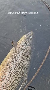 8.3K views · 2.4K reactions | Fishing in Iceland in 2025 #browntroutnation #browntroutflyfishing #browntroutfishing #flyfishing #riversvarta #Reykjavik #iceland #anglersiceland | Anglers.is - Fishing in Iceland | Facebook