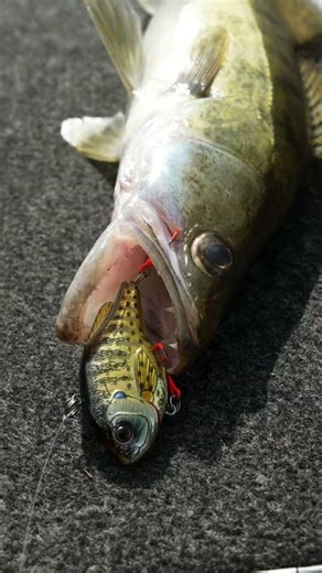 SUNFISH! #sunfish #naphal #livetarget #livetargetlures #strezza #fishing #mustad #zander #rattle