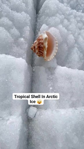 1.3K views | 略 Shocking: Ultimate Sea Shell Frozen in Ice!...